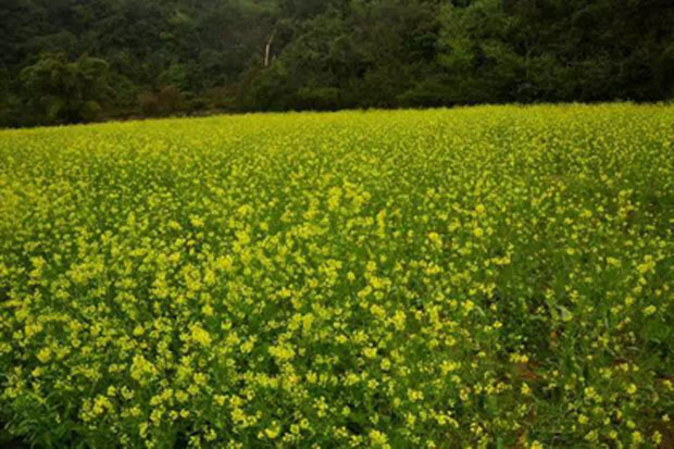 油菜花